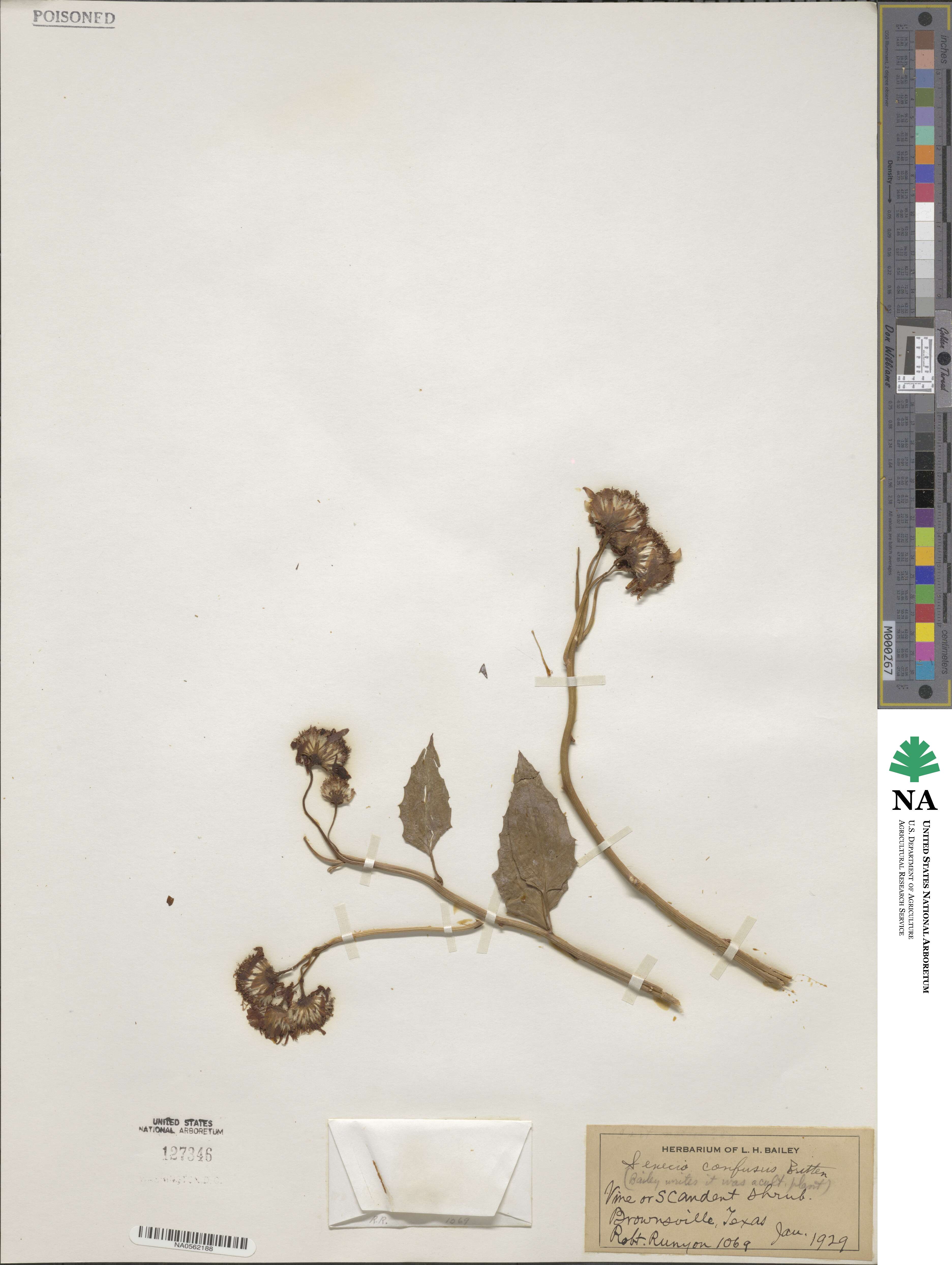 Pseudogynoxys chenopodioides image