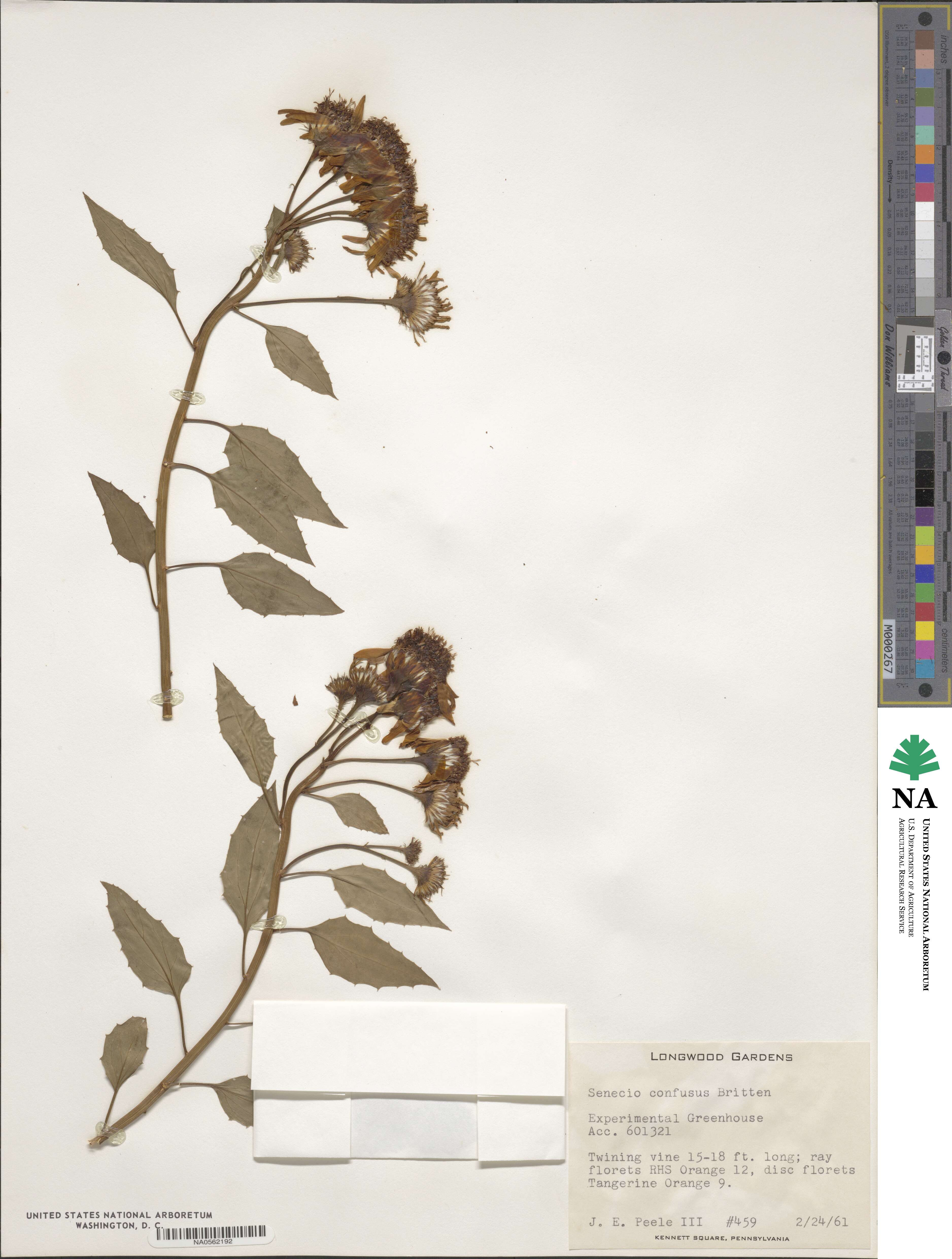 Pseudogynoxys chenopodioides image