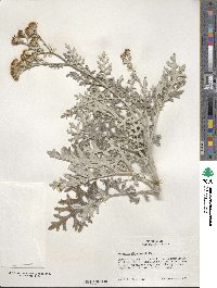 Jacobaea maritima image