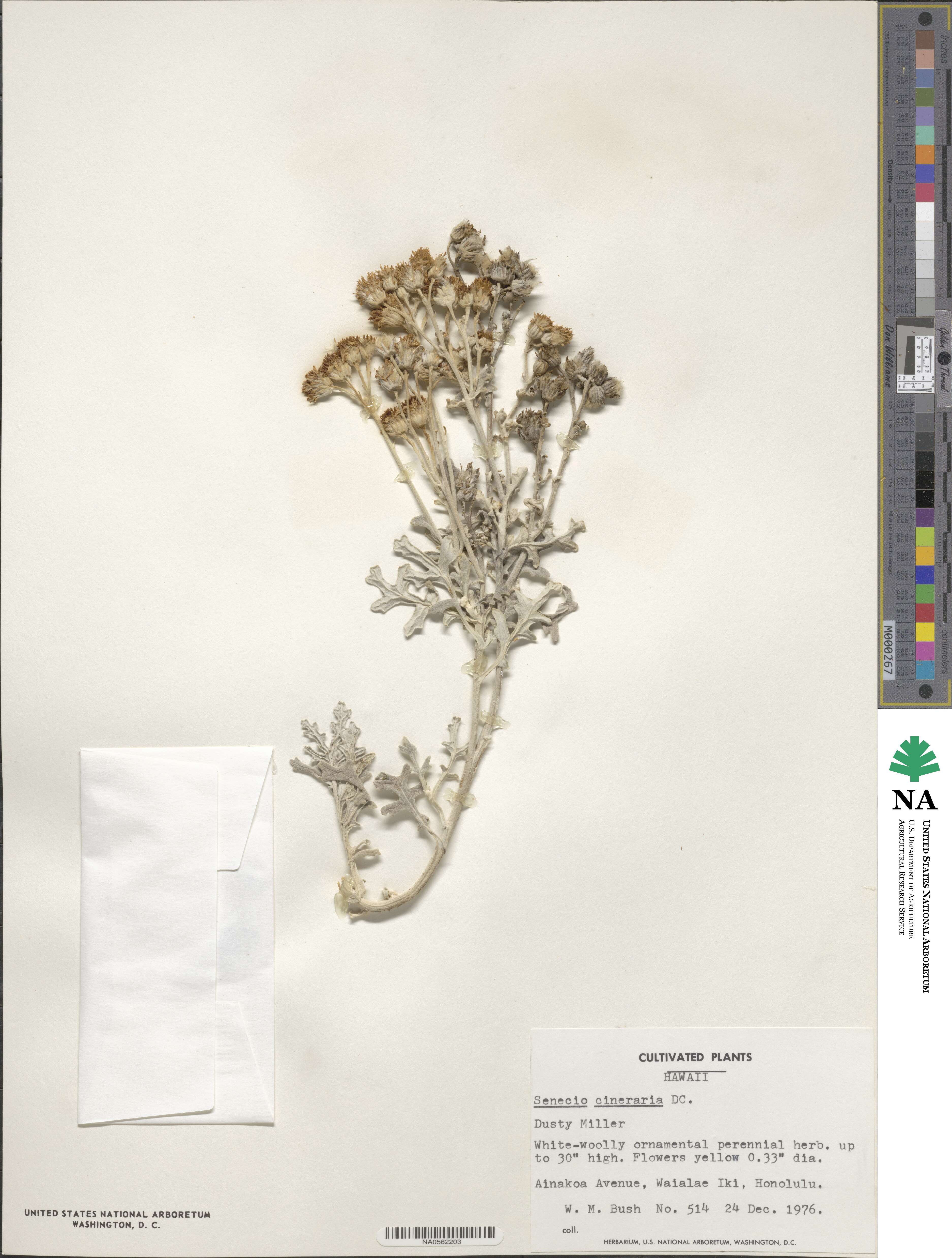 Jacobaea maritima subsp. maritima image