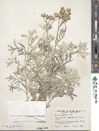 Jacobaea maritima image