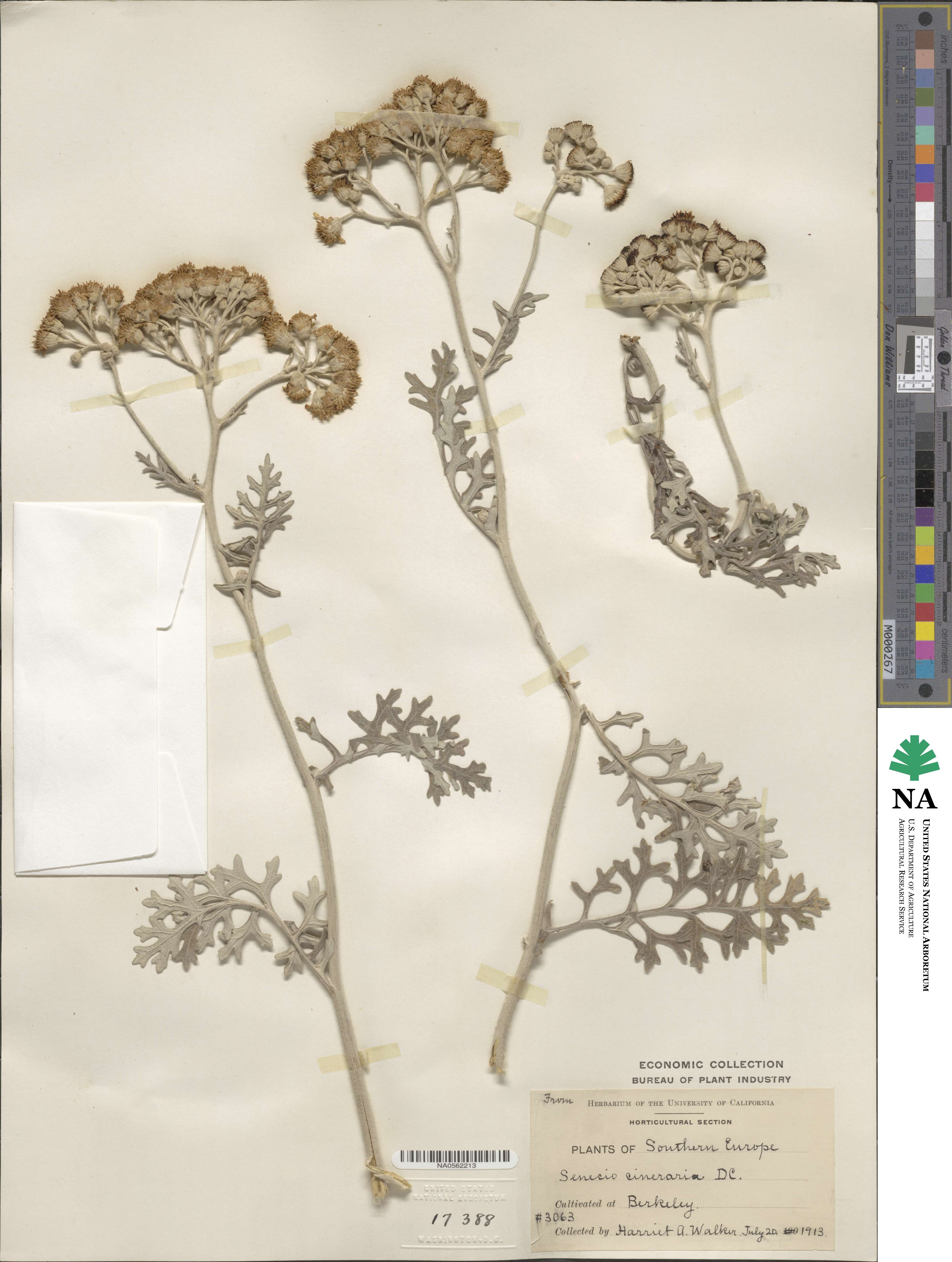 Jacobaea maritima subsp. maritima image