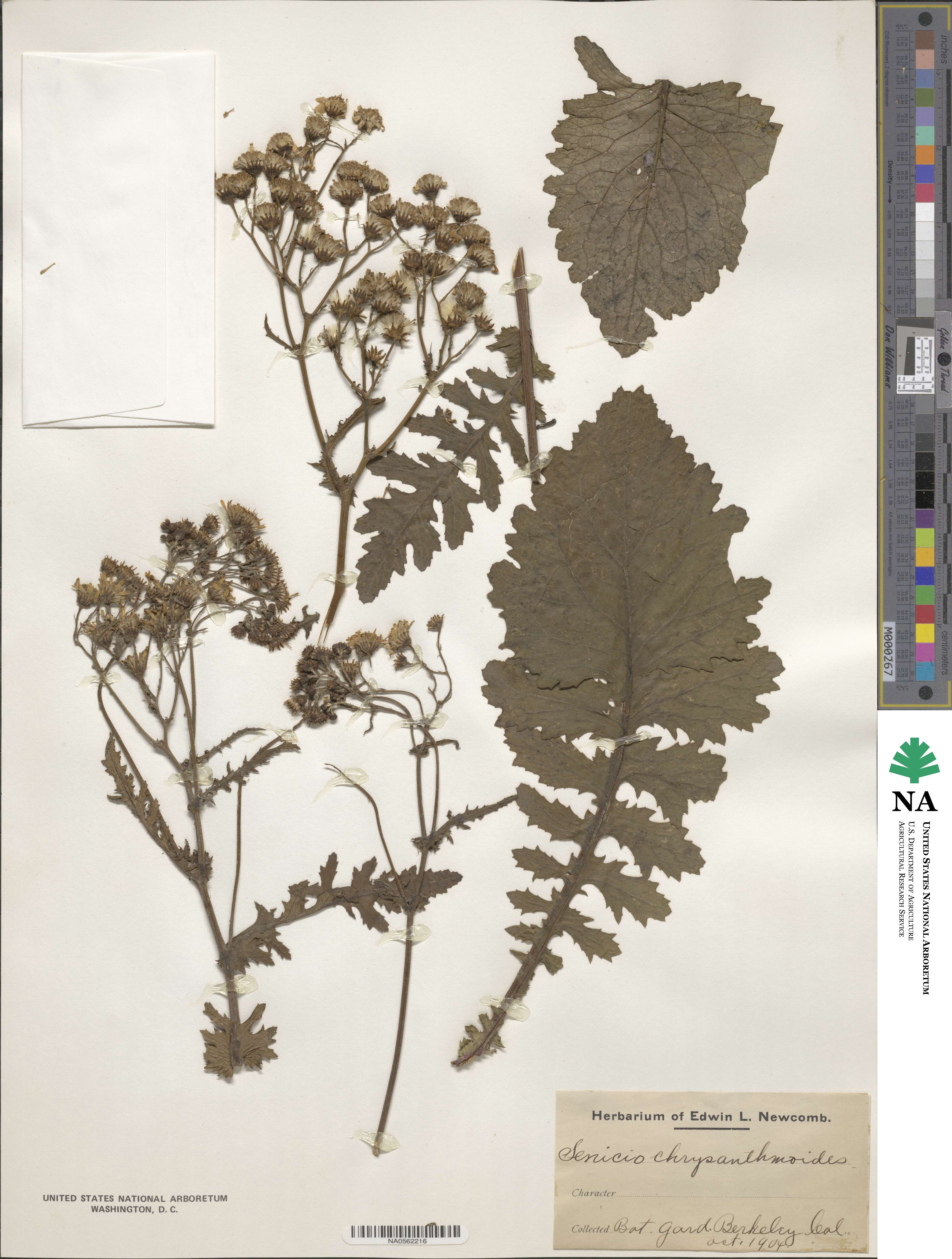 Senecio chrysanthemoides image