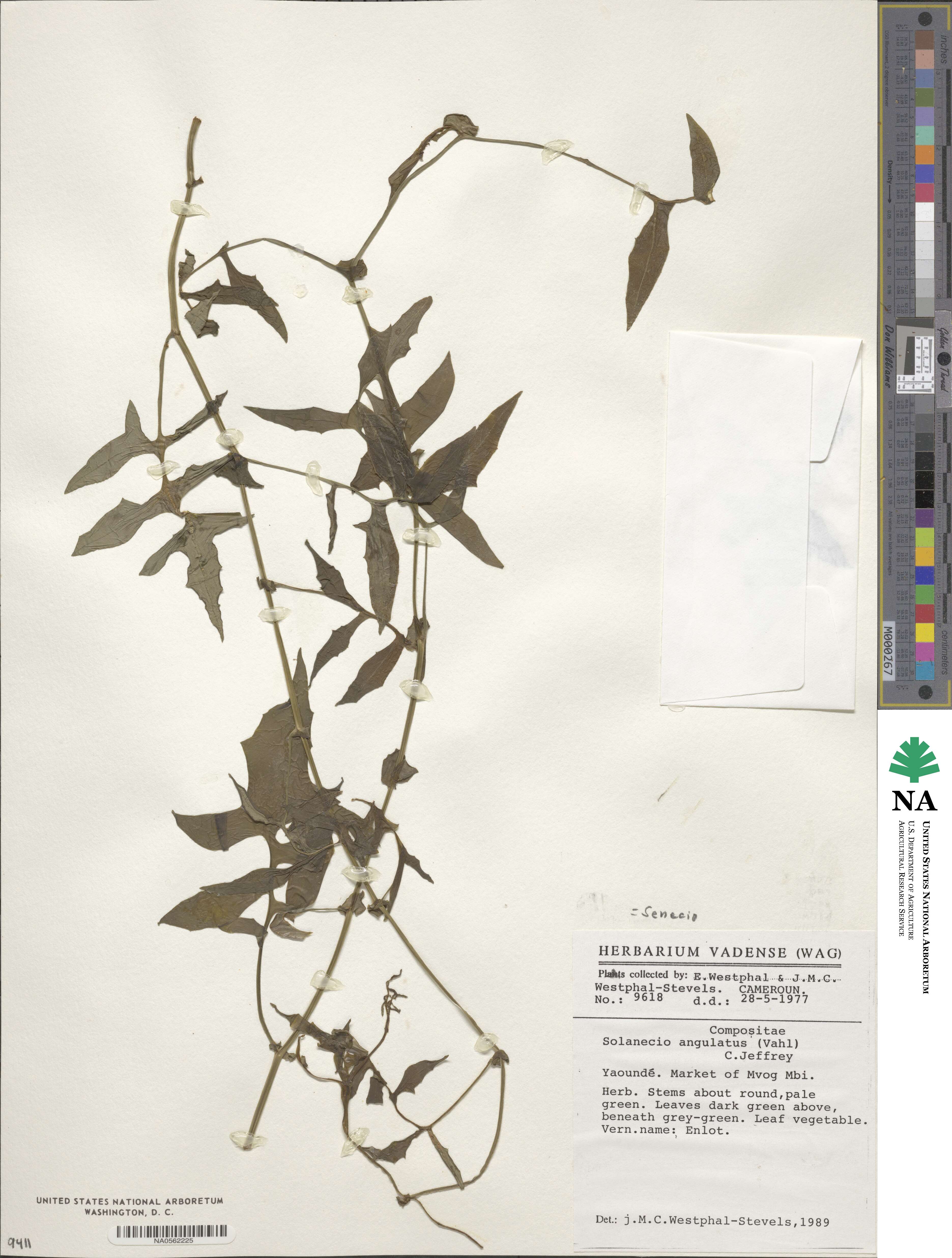Senecio angulatus image