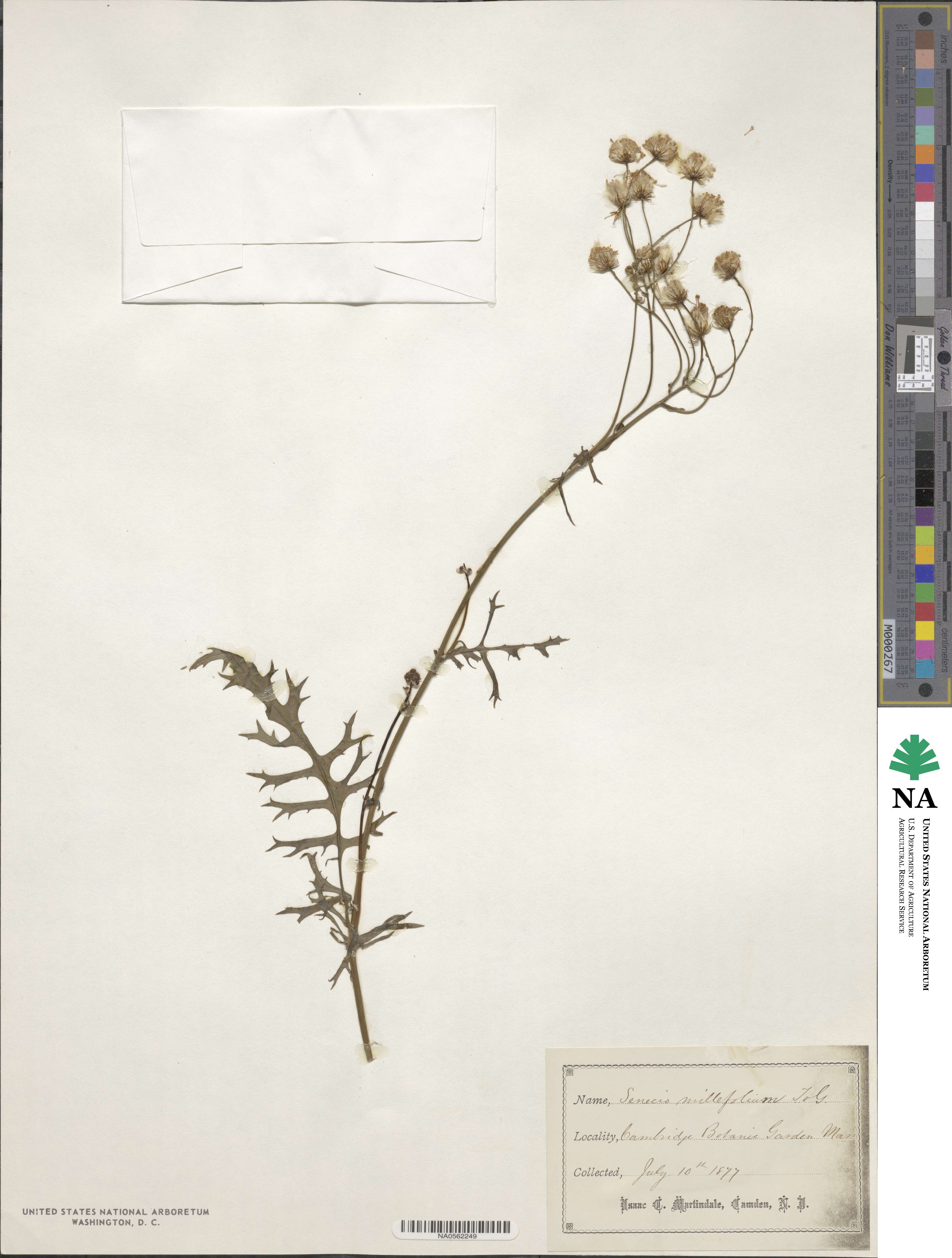 Packera millefolia image