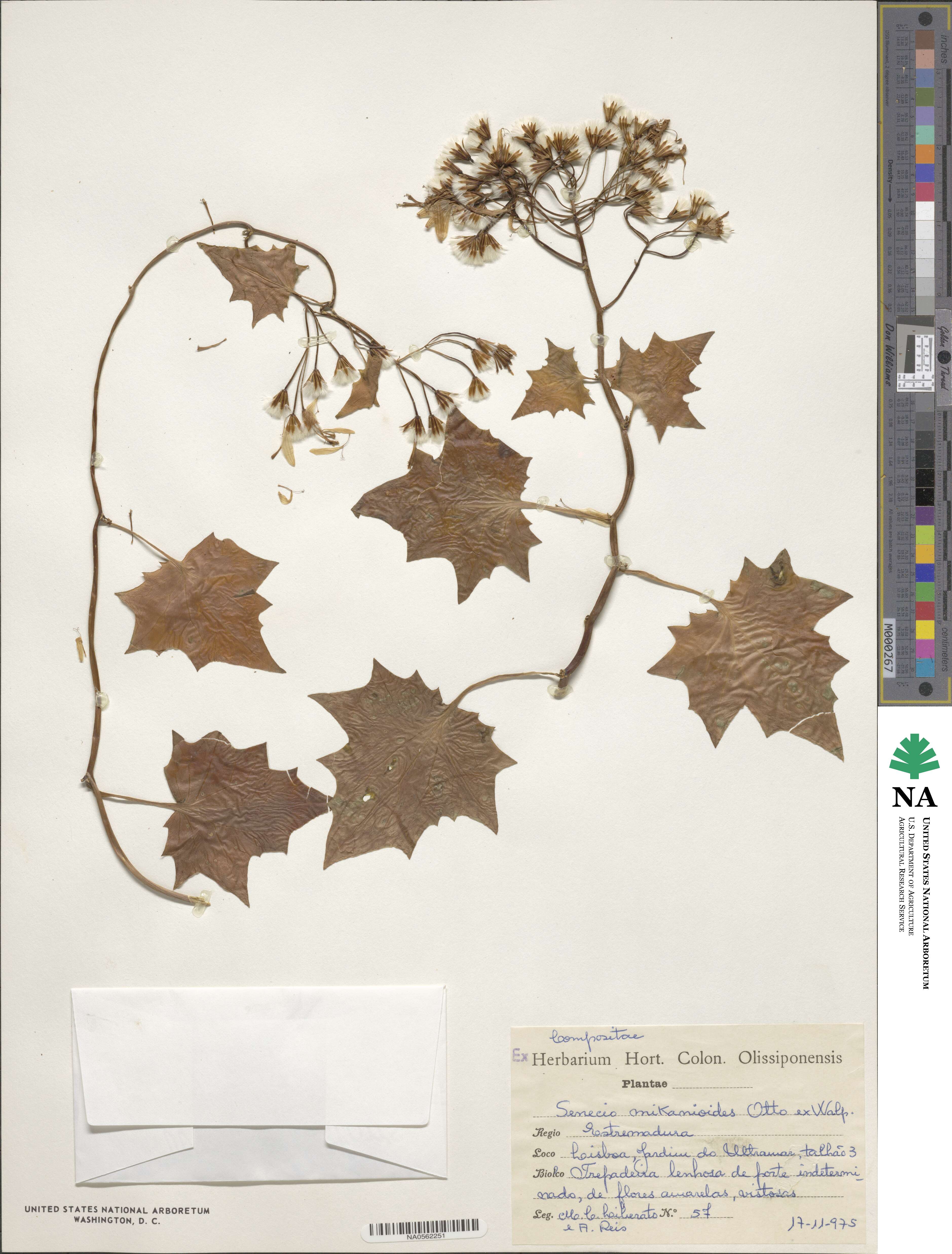 Delairea odorata image
