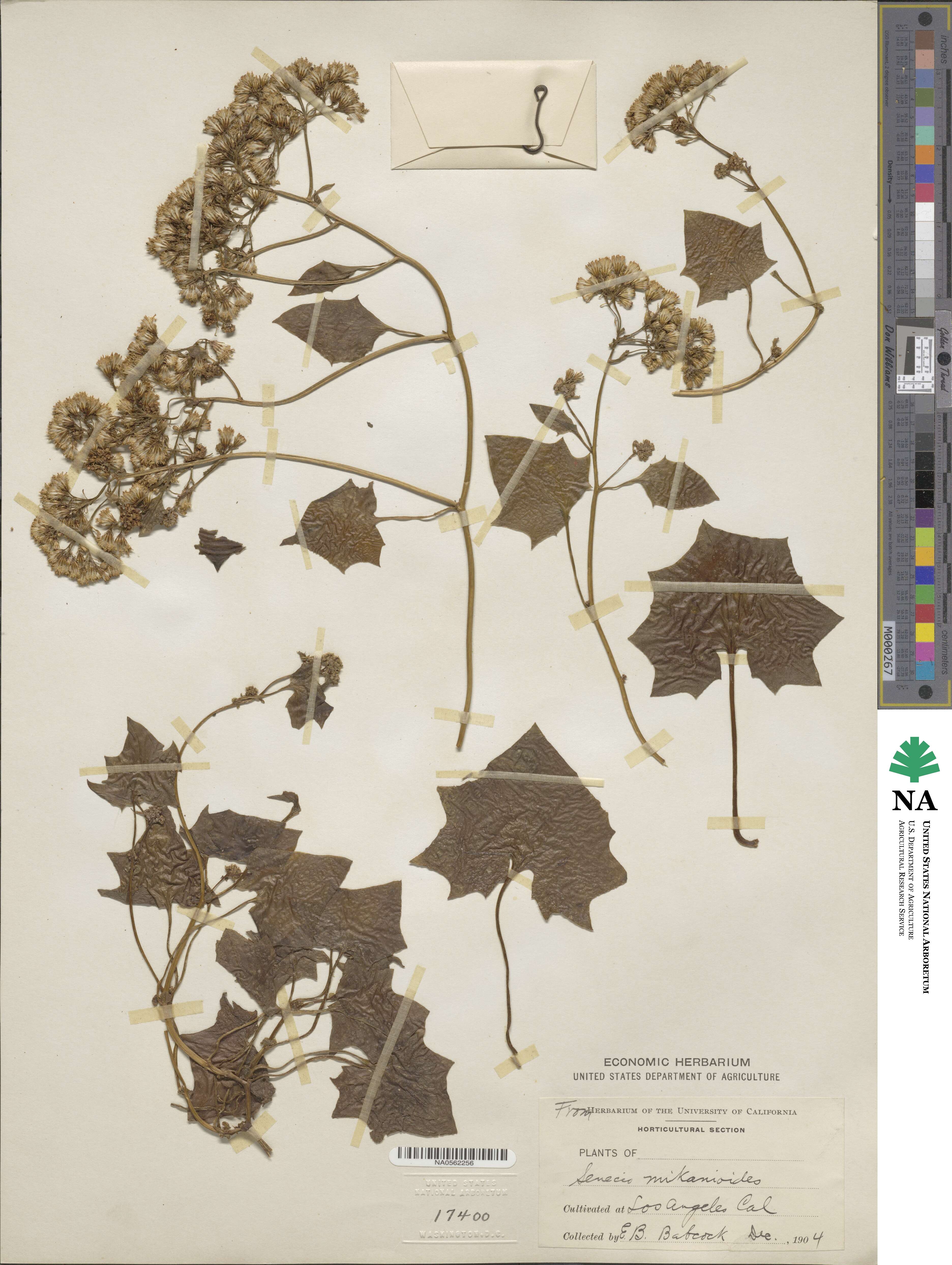 Delairea odorata image