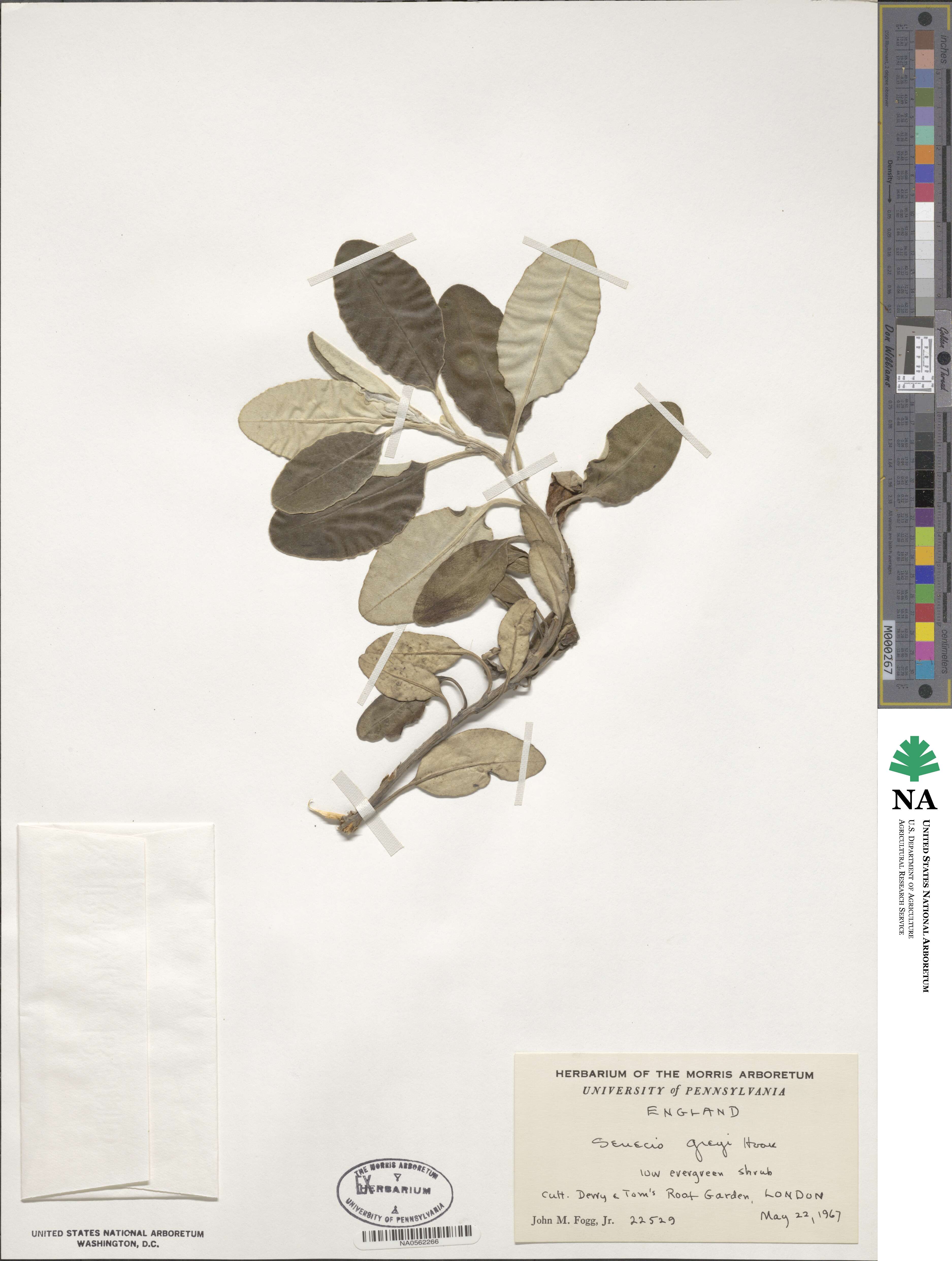 Senecio greyi image