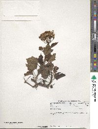 Senecio tamoides image