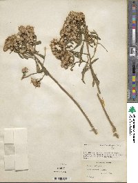 Barkleyanthus salicifolius image