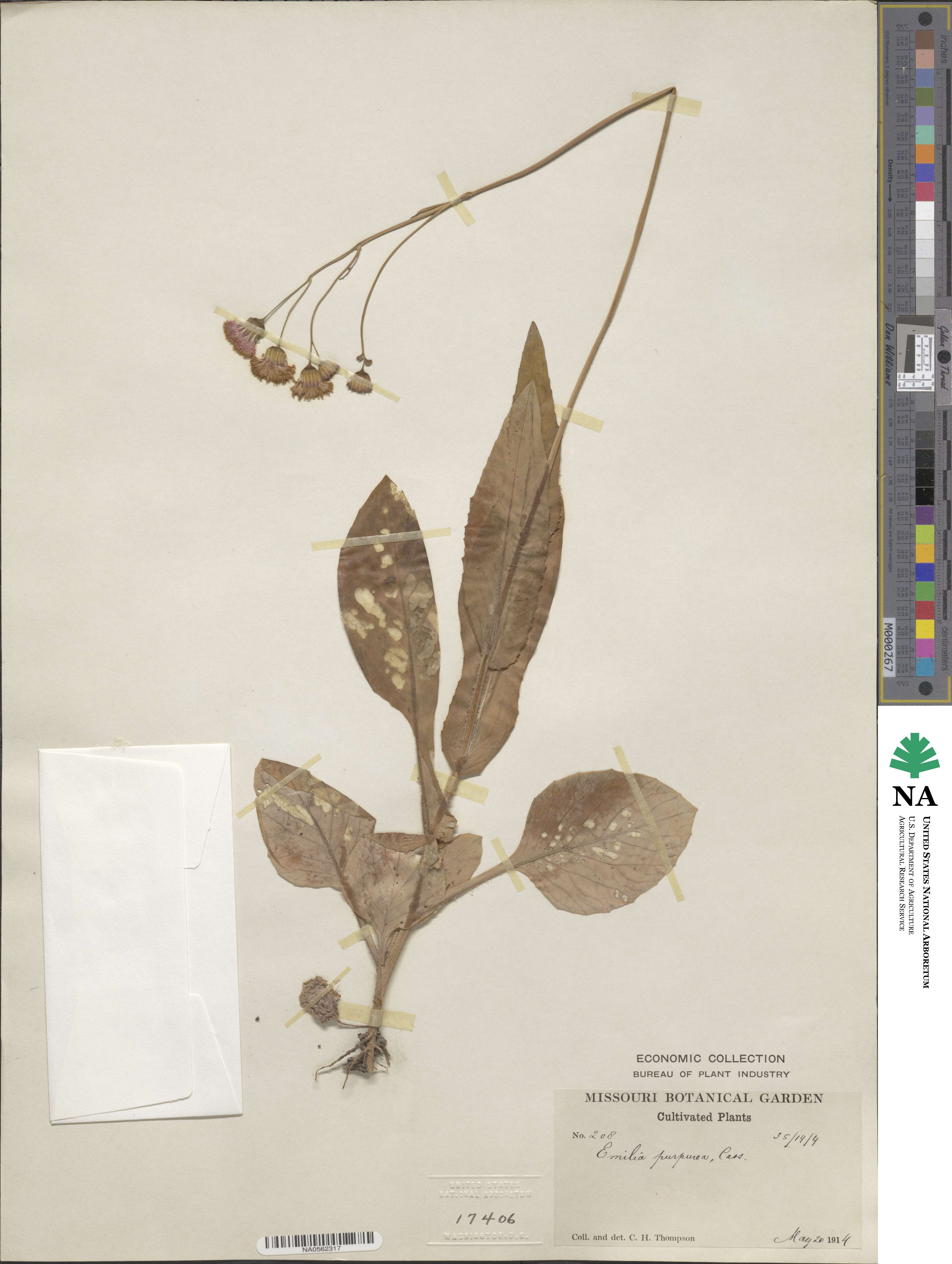 Senecio purpureus image