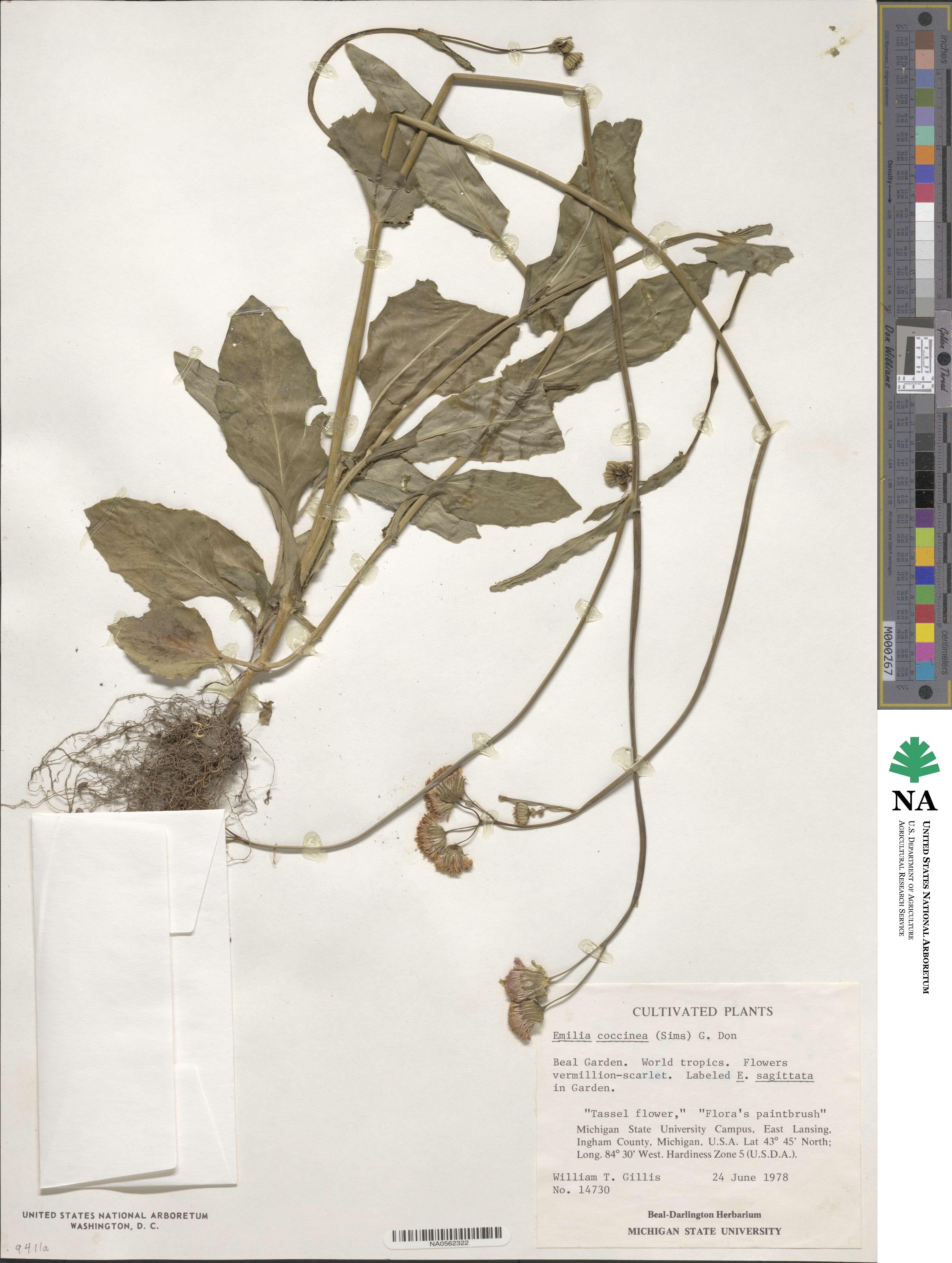 Emilia coccinea image