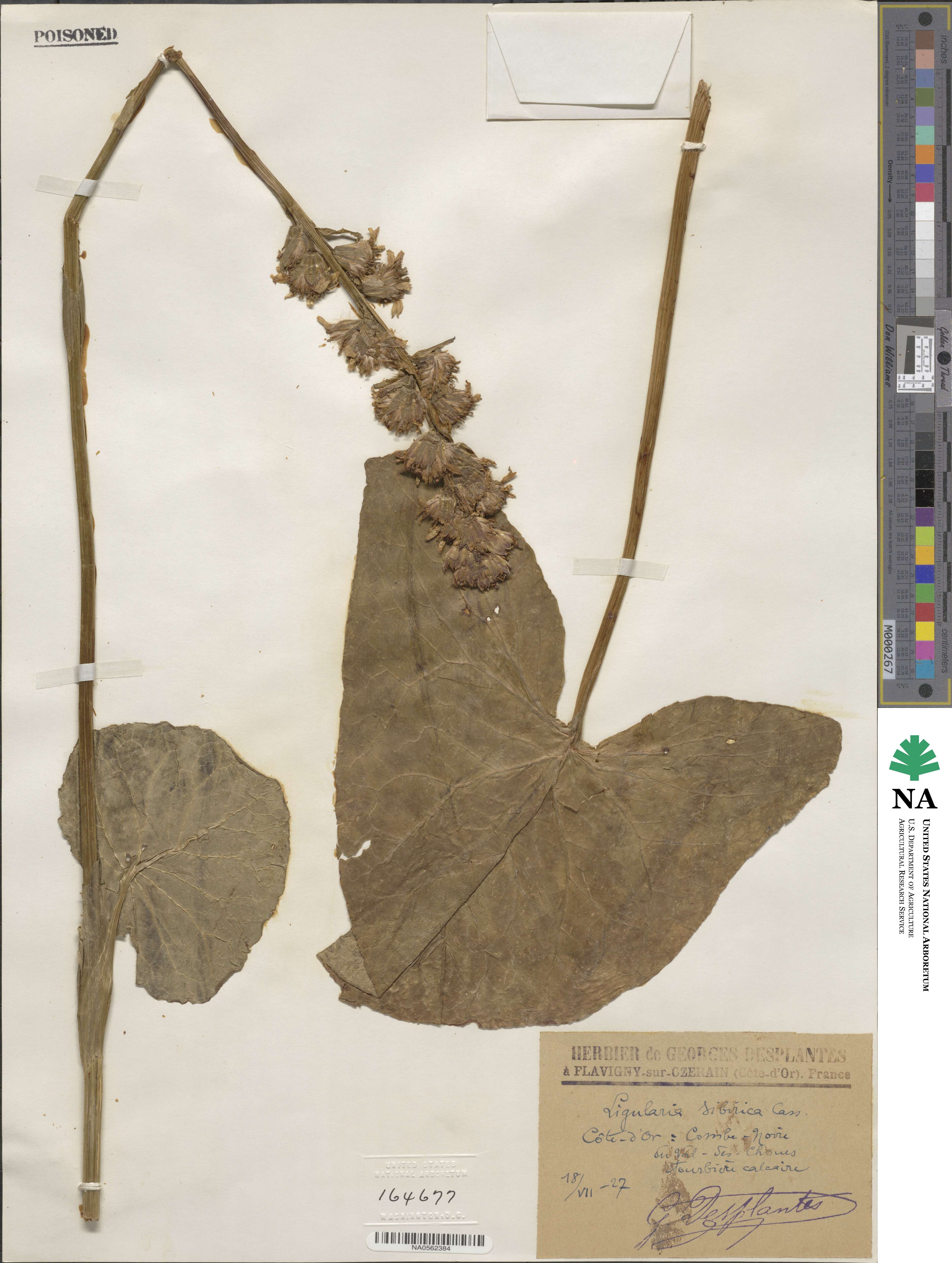 Ligularia sibirica image