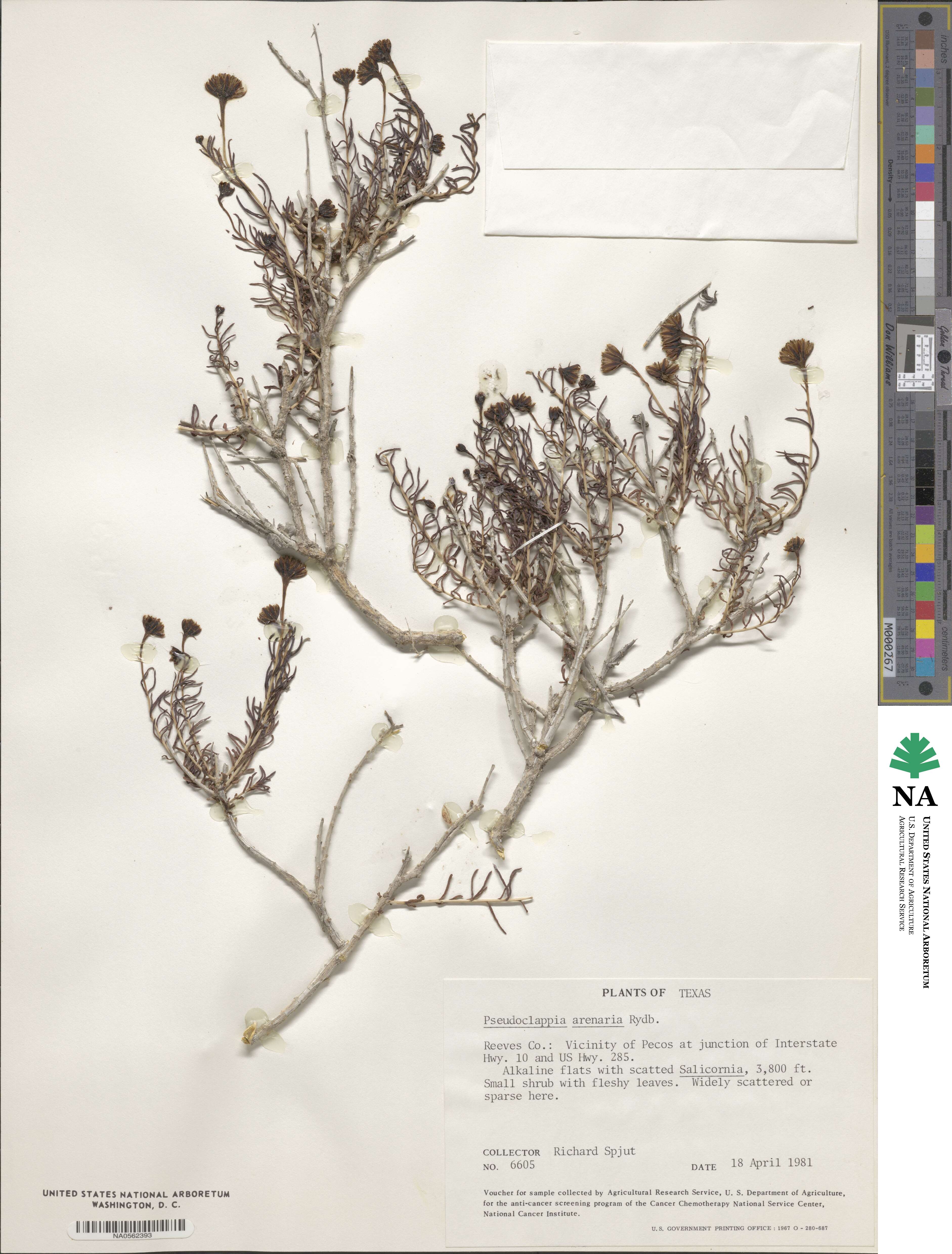 Pseudoclappia arenaria image