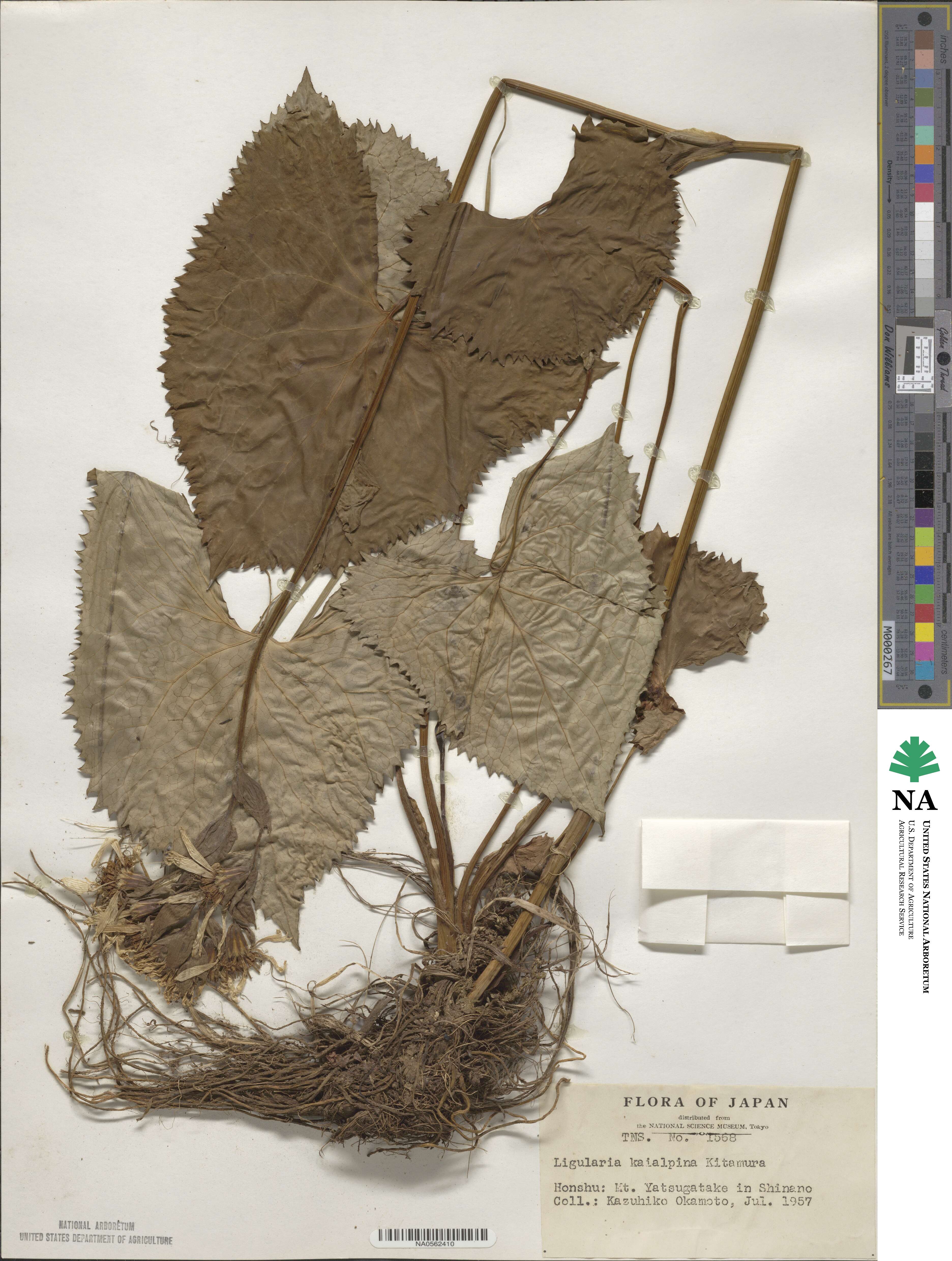 Ligularia kaialpina image