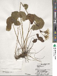 Ligularia hodgsonii image