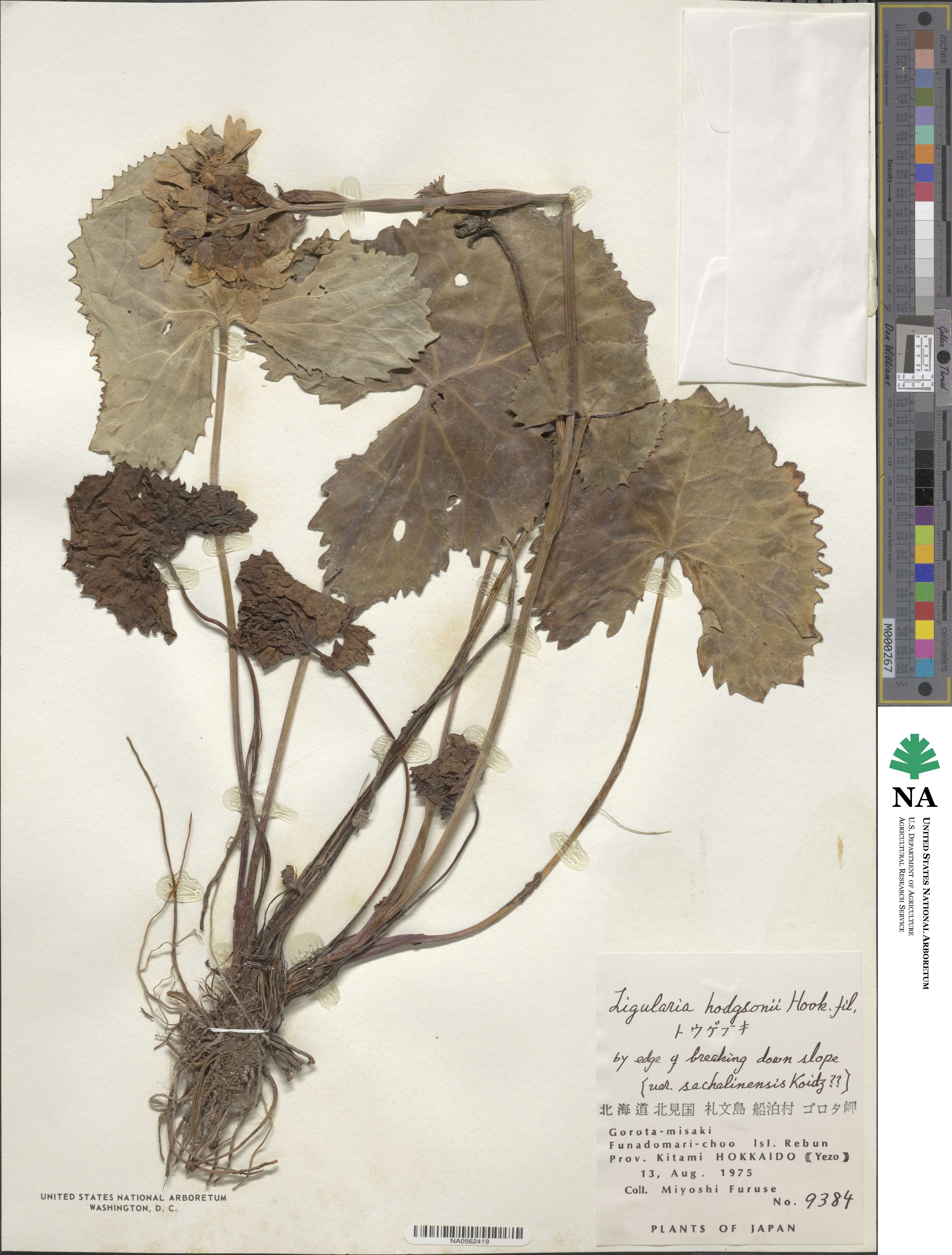 Ligularia hodgsonii image