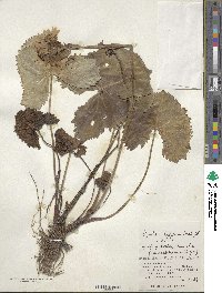 Ligularia hodgsonii image