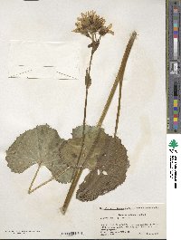 Ligularia hodgsonii image