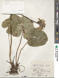 Ligularia hodgsonii image