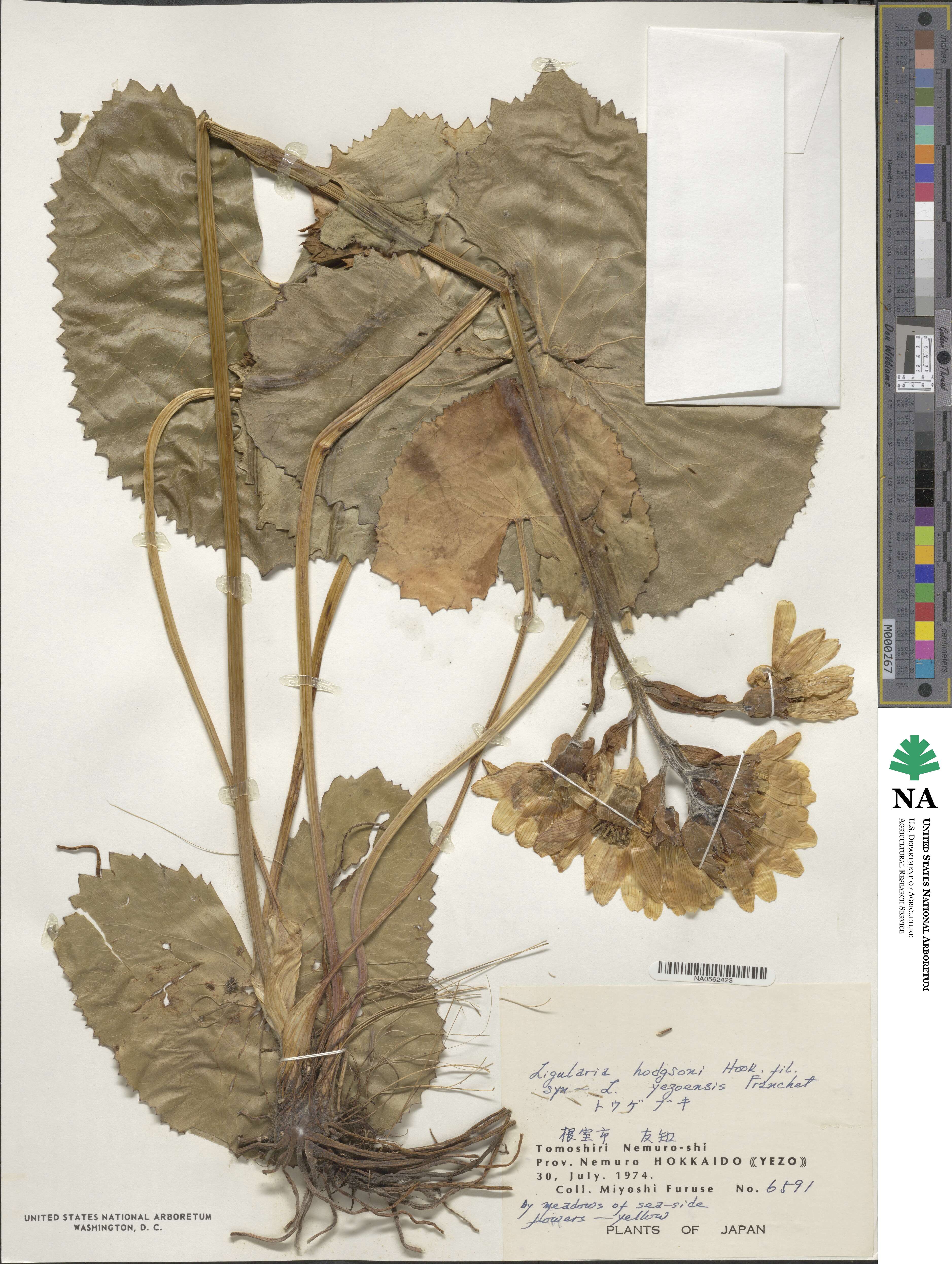Ligularia hodgsonii image