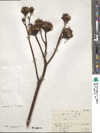 Ligularia dentata image