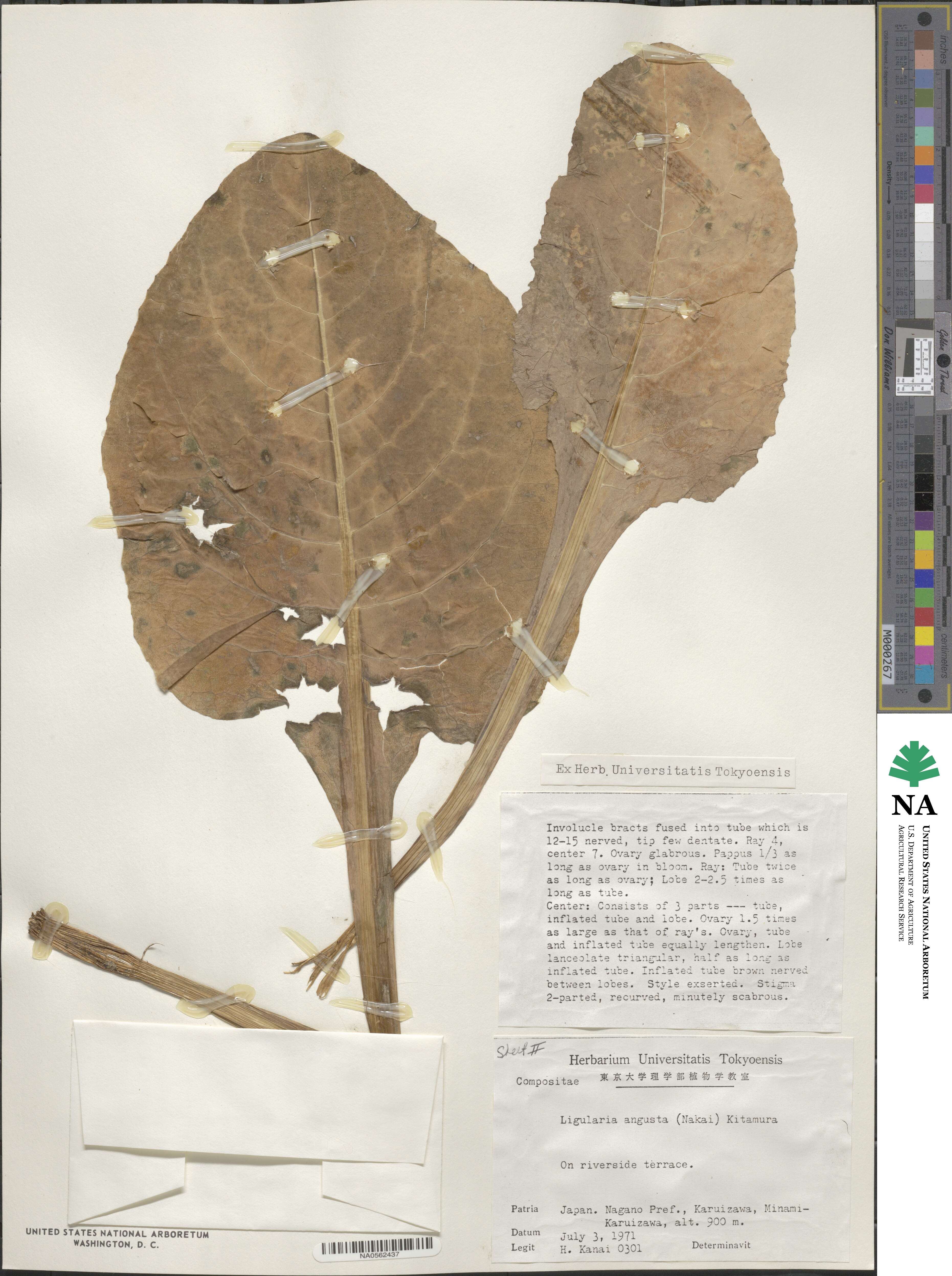 Ligularia angusta image