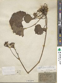 Farfugium japonicum image