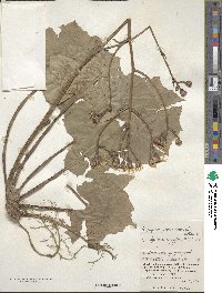 Farfugium japonicum image