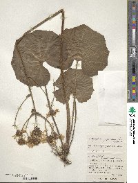 Farfugium japonicum image