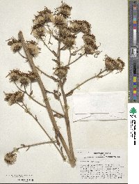 Farfugium japonicum image