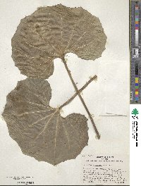 Farfugium japonicum image