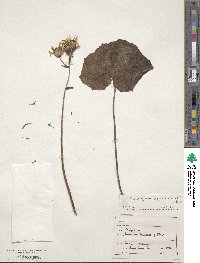 Farfugium japonicum image