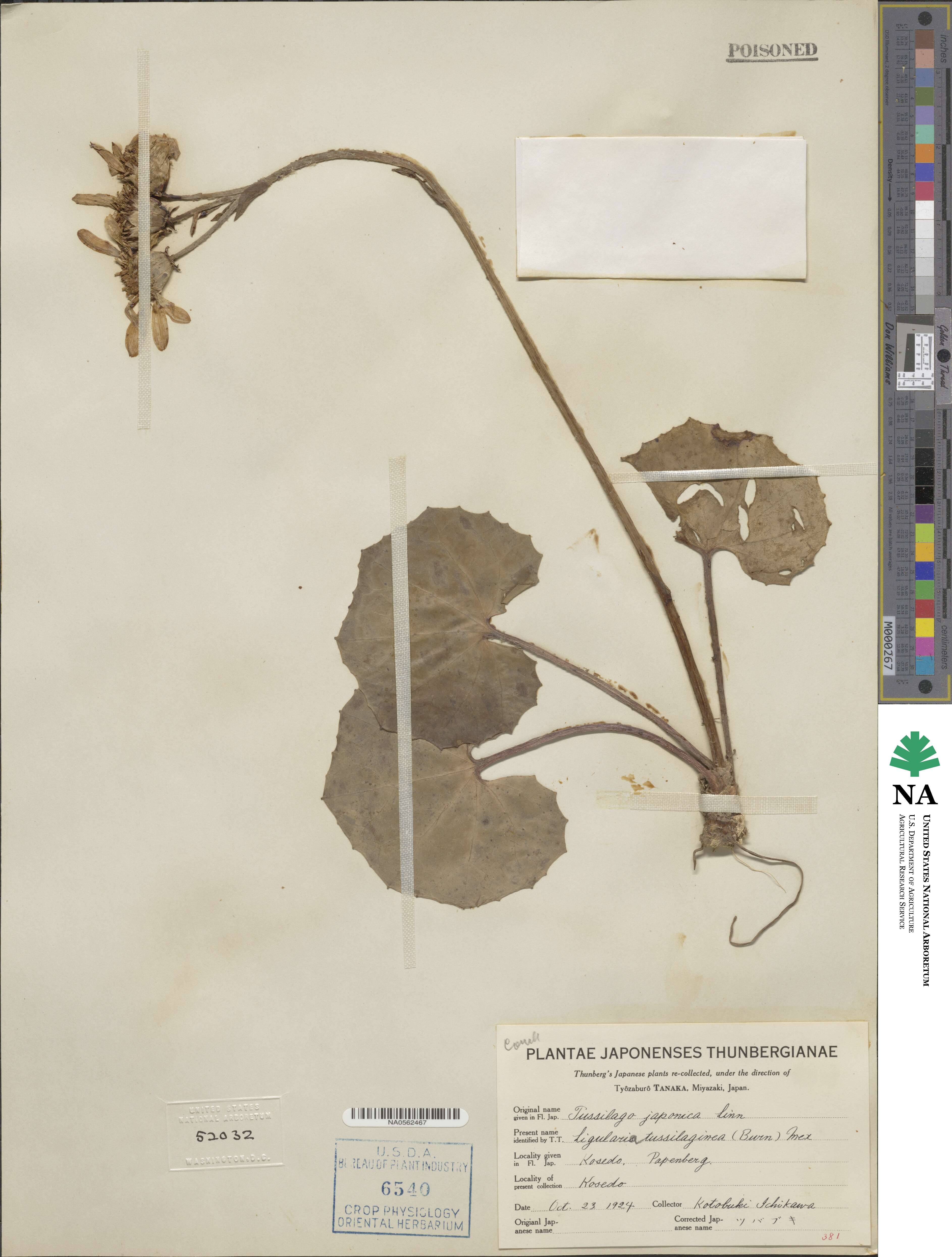 Farfugium japonicum image