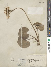 Farfugium japonicum image