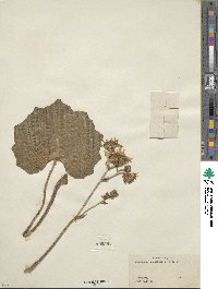 Farfugium japonicum image