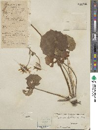 Farfugium japonicum image