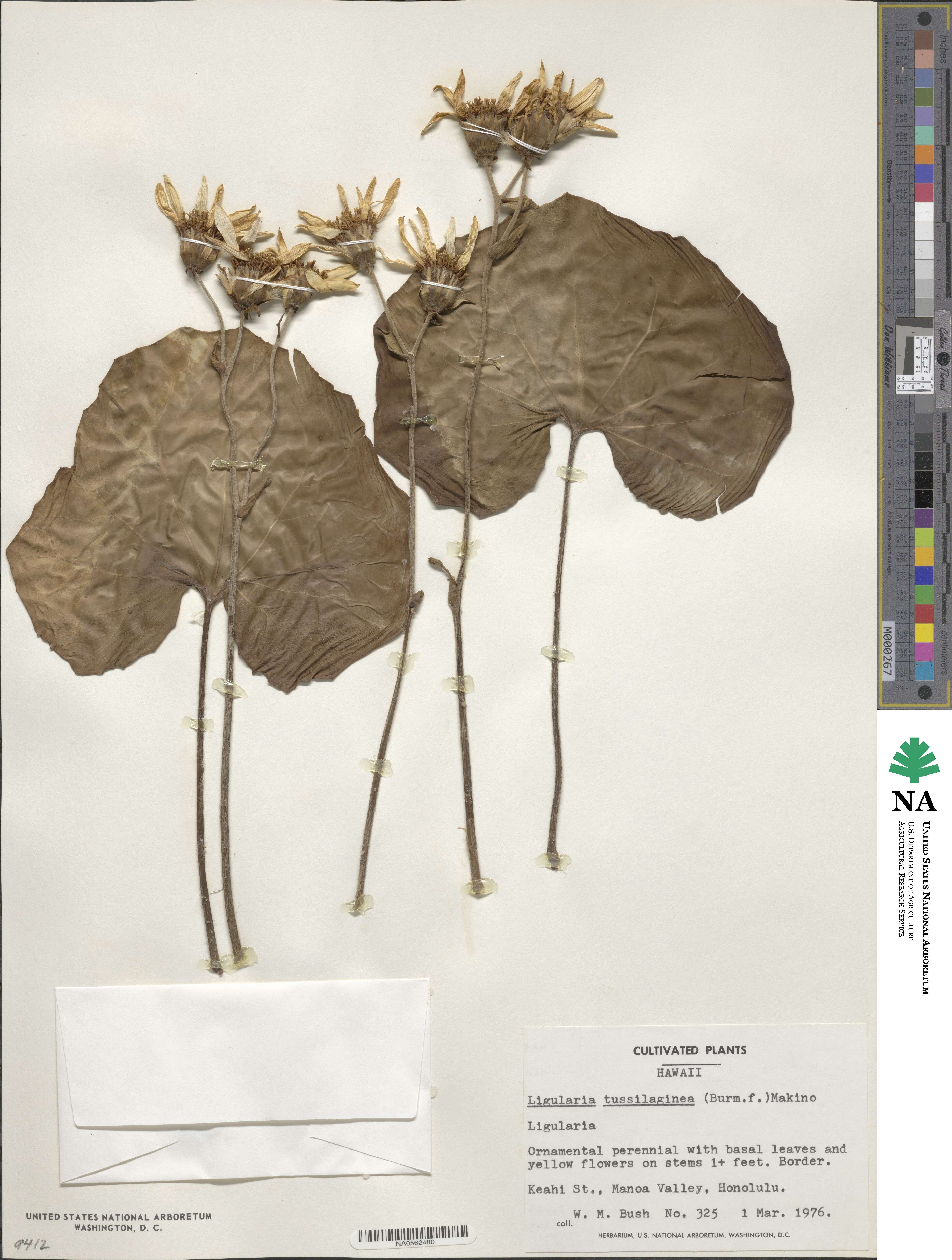 Farfugium japonicum image