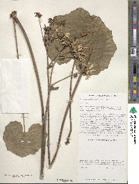 Farfugium japonicum image