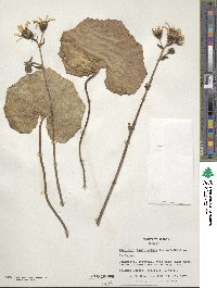 Farfugium japonicum image