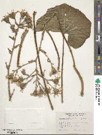 Farfugium japonicum image