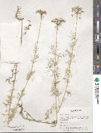 Visnaga daucoides image