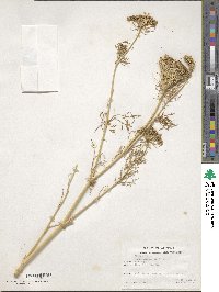 Visnaga daucoides image