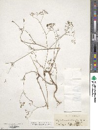 Ptychotis saxifraga image