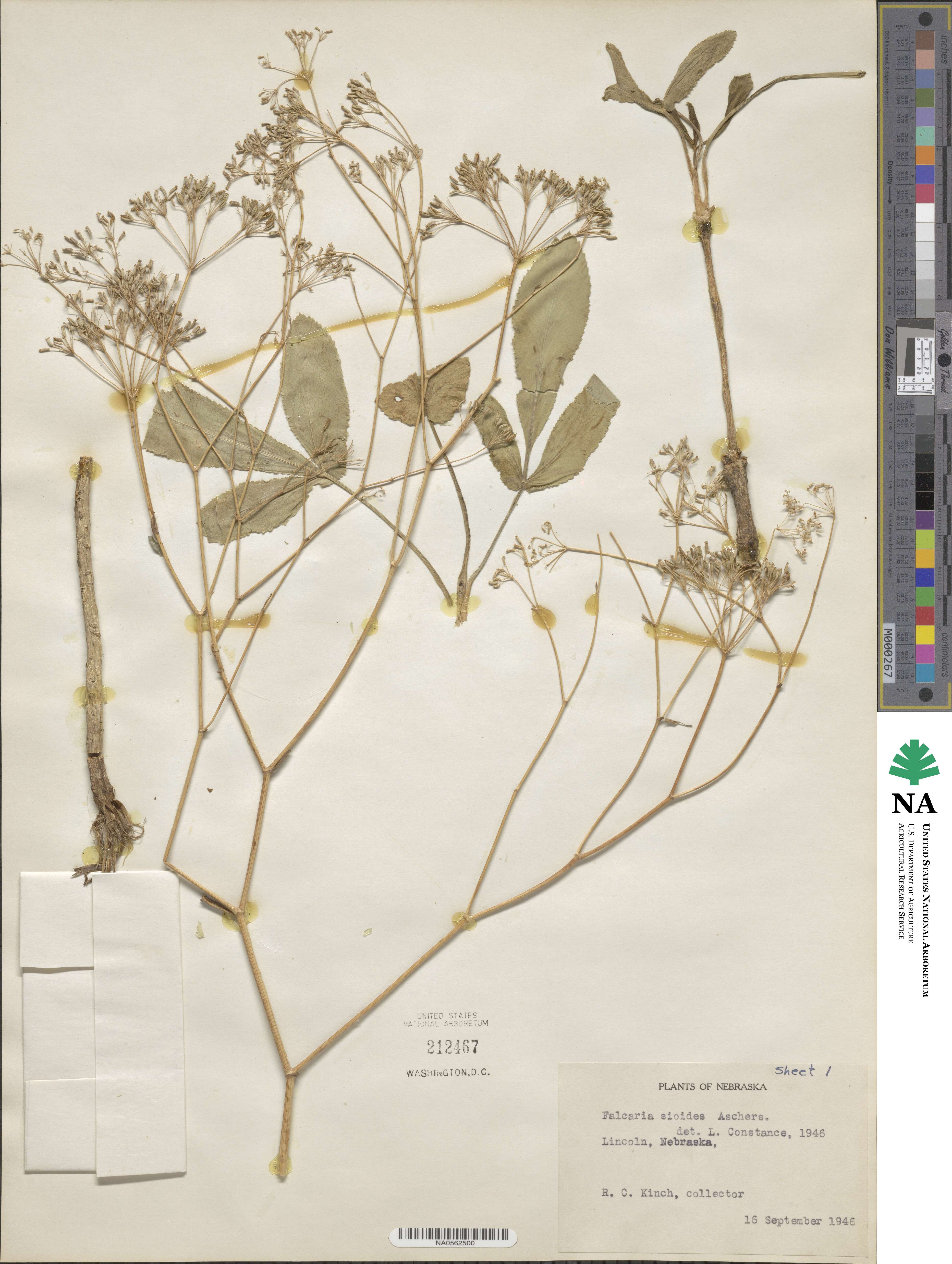 Falcaria vulgaris image