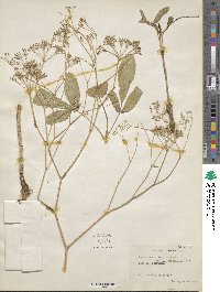 Falcaria vulgaris image