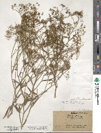 Falcaria vulgaris image