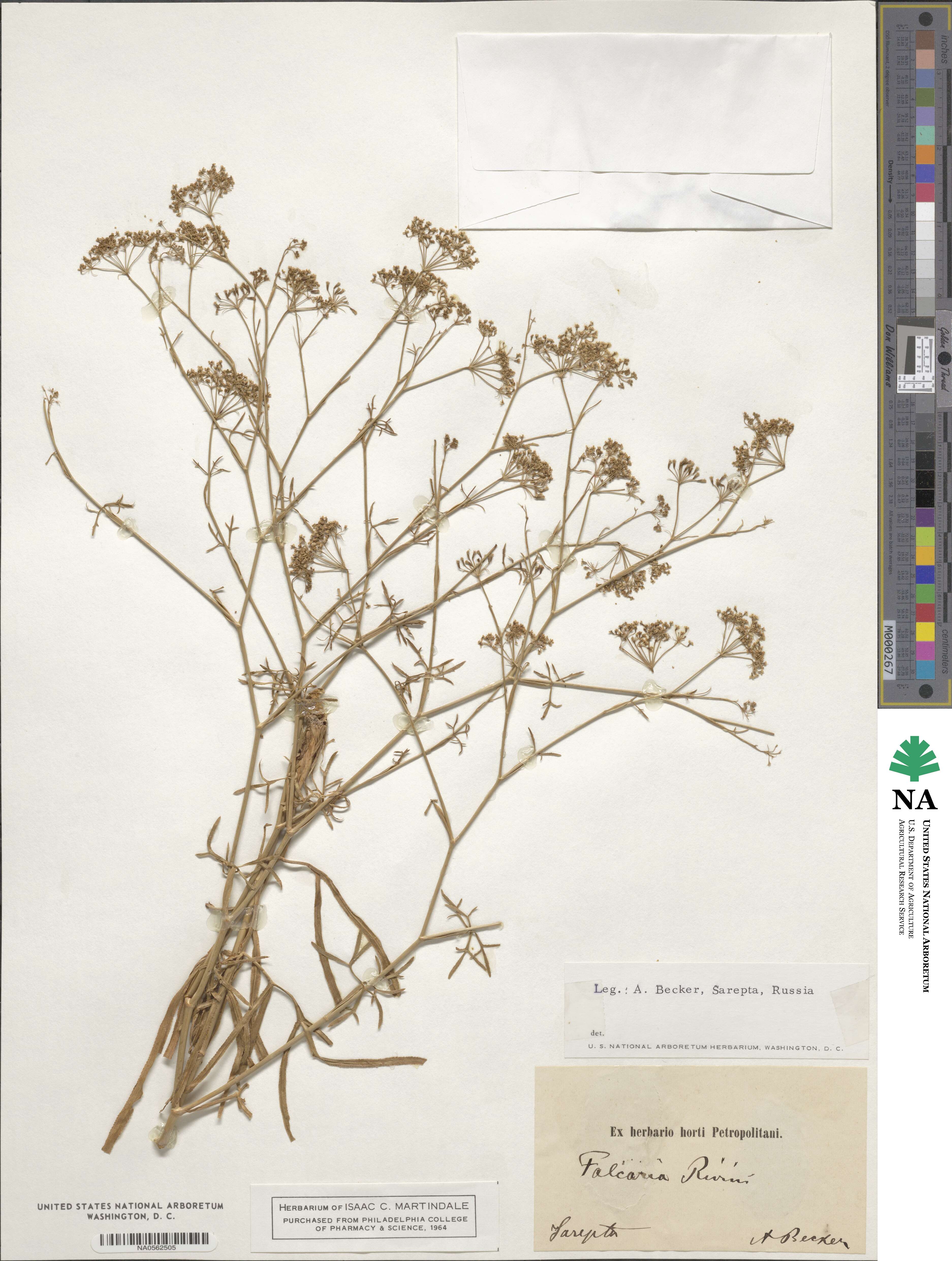 Falcaria vulgaris image