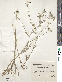 Falcaria vulgaris image