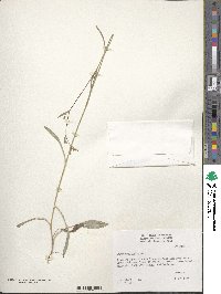 Bupleurum falcatum image